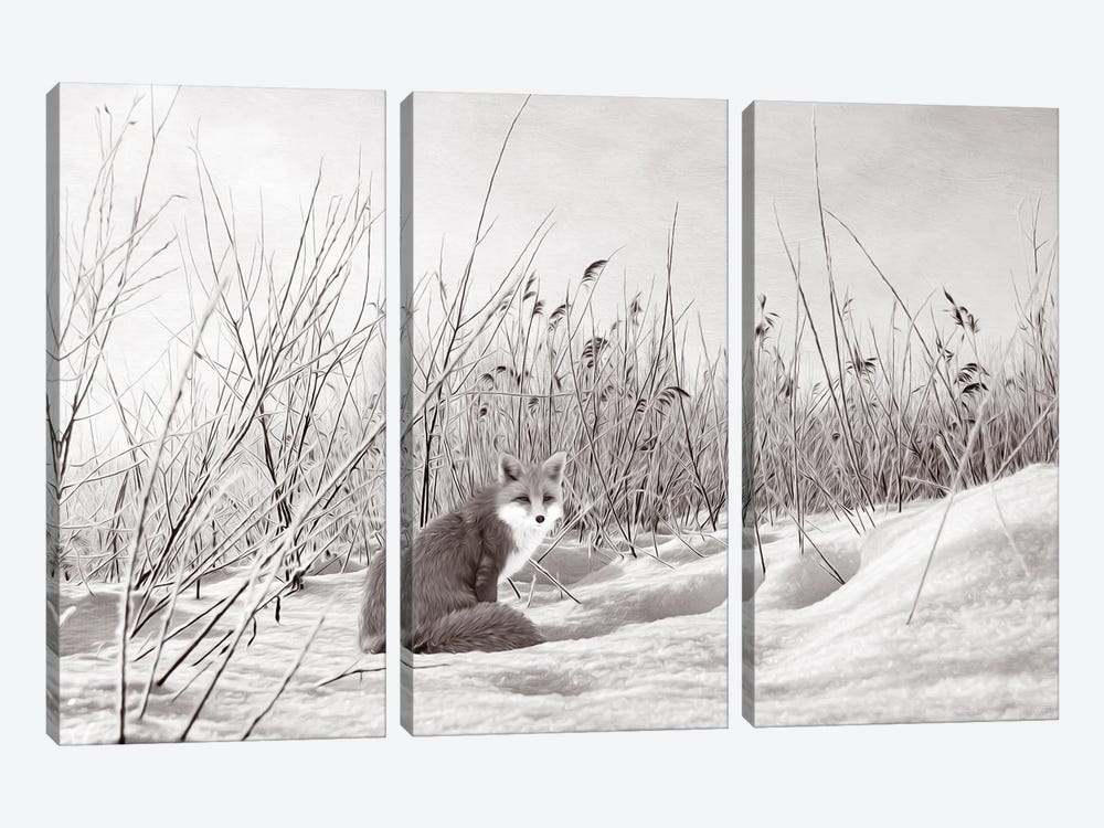 Red Fox In Winter Bw by Laura D Young 3-piece Canvas Print