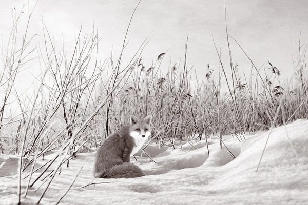 Laura D Young: Red Fox In Winter Bw by Laura D Young
