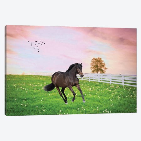 Black Stallion In Sunset Field Canvas Print #LDY7} by Laura D Young Canvas Artwork
