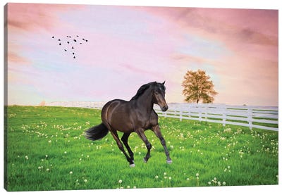 Black Stallion In Sunset Field Canvas Art Print - Laura D Young