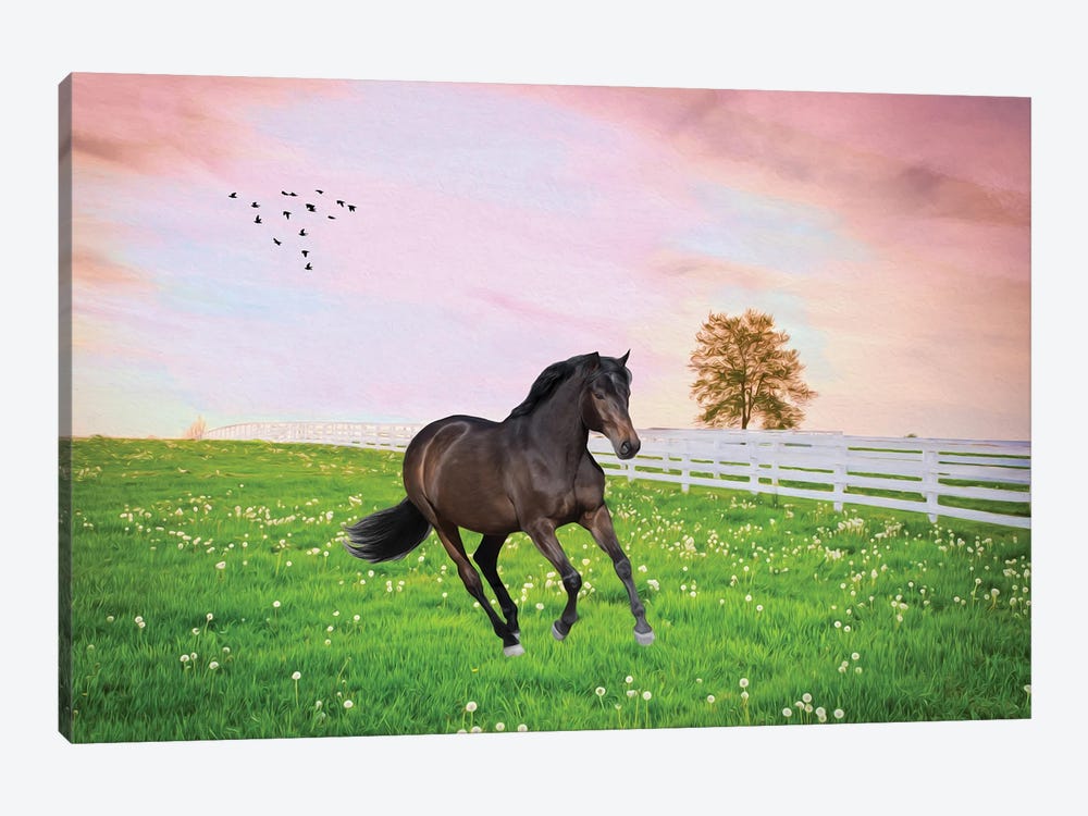 Black Stallion In Sunset Field by Laura D Young 1-piece Canvas Print