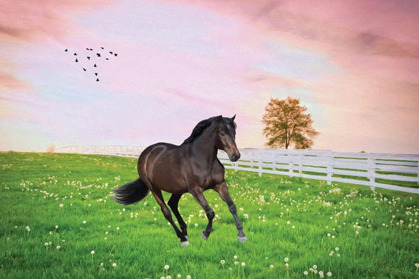 Laura D Young: Black Stallion In Sunset Field by Laura D Young