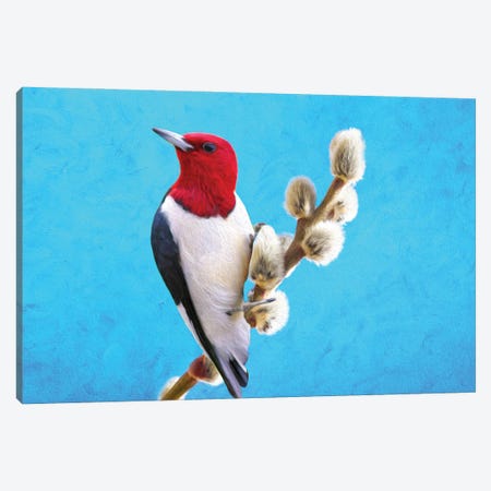 Red Headed Woodpecker On Willow Canvas Print #LDY80} by Laura D Young Canvas Art