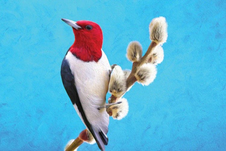 Red Headed Woodpecker On Willow by Laura D Young wall art