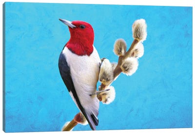 Red Headed Woodpecker On Willow Canvas Art Print - Woodpecker Art