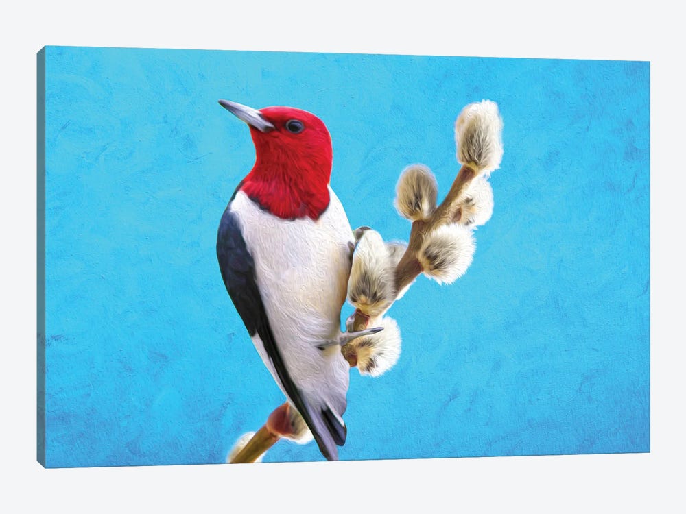 Red Headed Woodpecker On Willow by Laura D Young 1-piece Art Print
