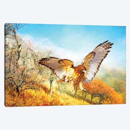 Red Tailed Hawk In Autumn Woods Canvas Print #LDY81} by Laura D Young Canvas Art