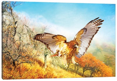 Red Tailed Hawk In Autumn Woods Canvas Art Print - Buzzard & Hawk Art