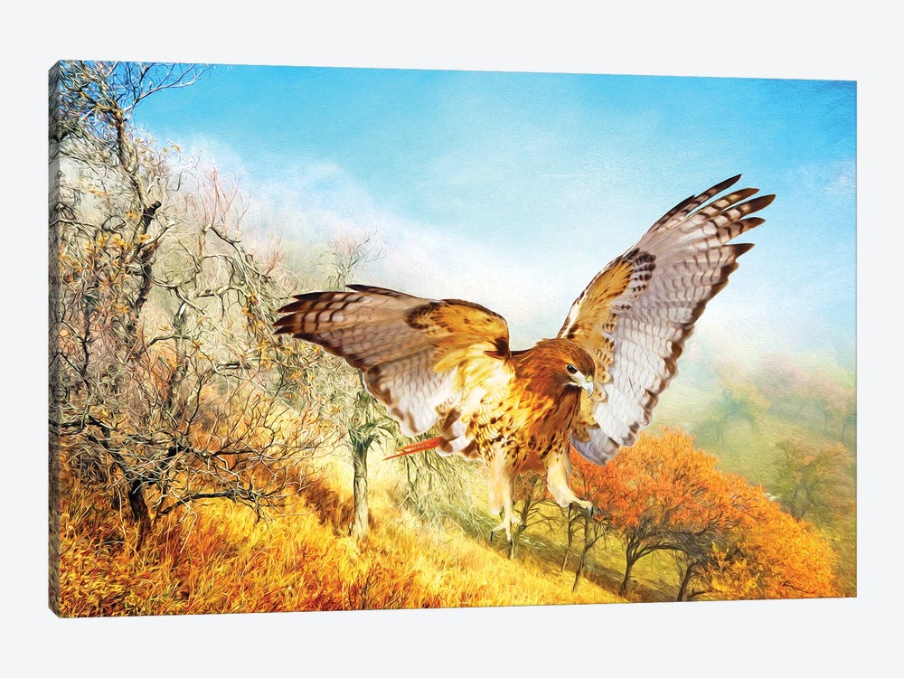 Red Tailed Hawk In Autumn Woods by Laura D Young 1-piece Canvas Artwork