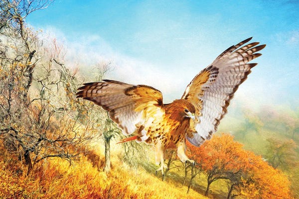 Mesmerizing Digital Artists: Red Tailed Hawk In Autumn Woods by Laura D Young