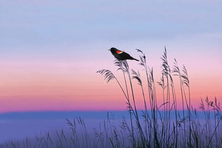 Red Winged Blackbird In Georgia Marshes by Laura D Young wall art