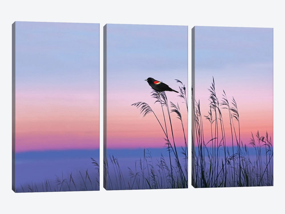 Red Winged Blackbird In Georgia Marshes by Laura D Young 3-piece Canvas Art Print
