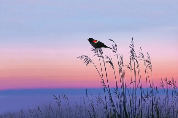 Georgia: Red Winged Blackbird In Georgia Marshes by Laura D Young