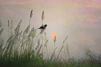 Red Winged Blackbird In Marshes At Dusk by Laura D Young art print