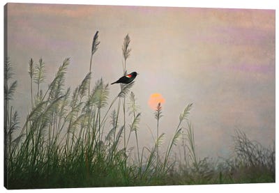 Red Winged Blackbird In Marshes At Dusk Canvas Art Print - Marsh & Swamp Art