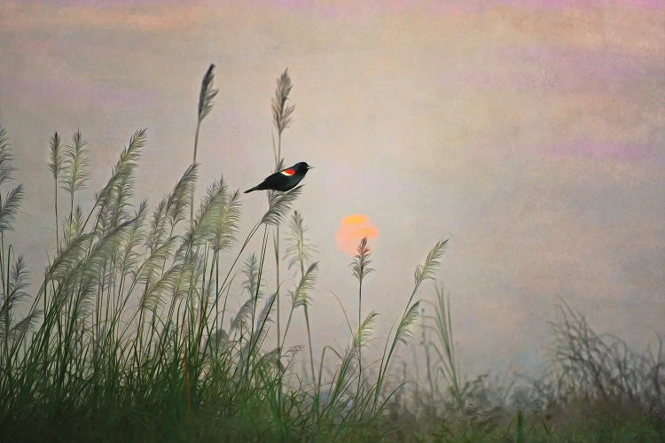 Red Winged Blackbird In Marshes At Dusk