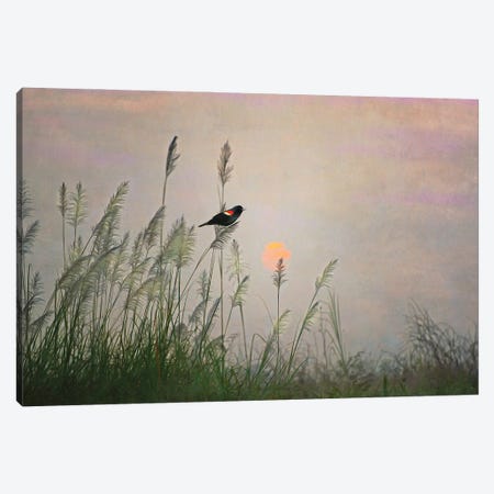 Red Winged Blackbird In Marshes At Dusk Canvas Print #LDY83} by Laura D Young Canvas Wall Art