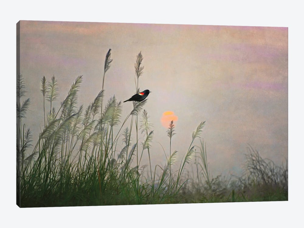 Red Winged Blackbird In Marshes At Dusk by Laura D Young 1-piece Canvas Artwork