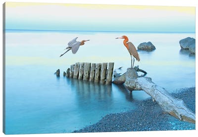 Reddish Egrets At Georgia Coast Canvas Art Print - Laura D Young