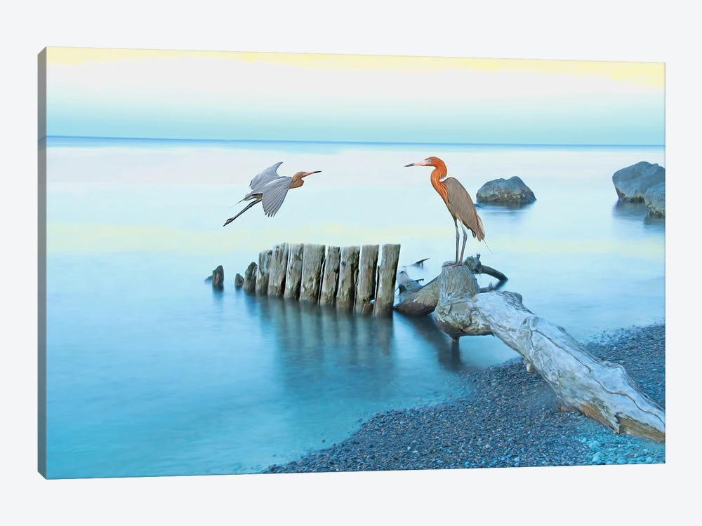 Reddish Egrets At Georgia Coast by Laura D Young 1-piece Canvas Art Print