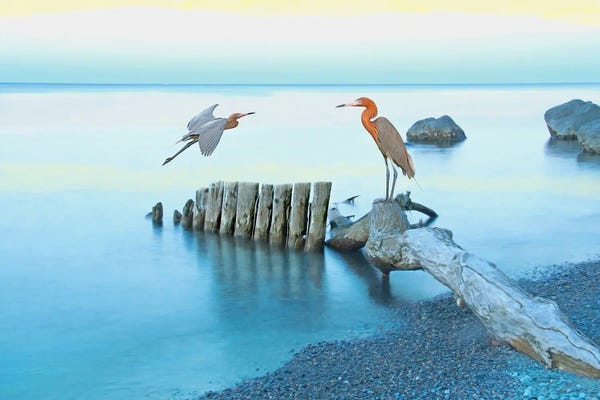 Laura D Young: Reddish Egrets At Georgia Coast by Laura D Young