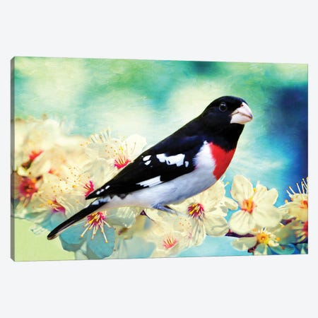 Rose Breasted Grosbeak In Cherry Tree Canvas Print #LDY86} by Laura D Young Art Print