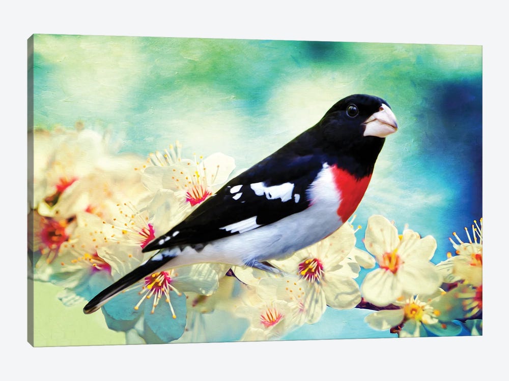 Rose Breasted Grosbeak In Cherry Tree by Laura D Young 1-piece Canvas Print