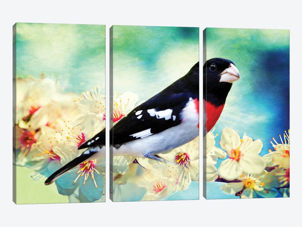 Rose Breasted Grosbeak In Cherry Tree by Laura D Young 3-piece Canvas Art Print
