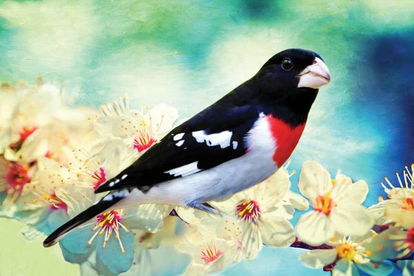 Cherry Trees: Rose Breasted Grosbeak In Cherry Tree by Laura D Young