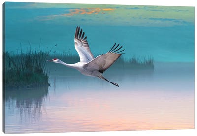 Sandhill Crane In Misty Marshes Canvas Art Print - Laura D Young