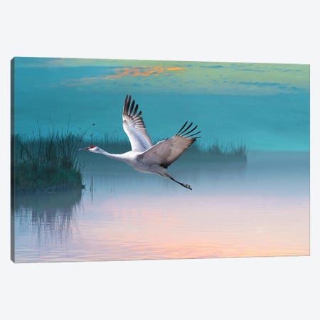 Sandhill Crane In Misty Marshes Canvas Print #LDY89} by Laura D Young Canvas Wall Art