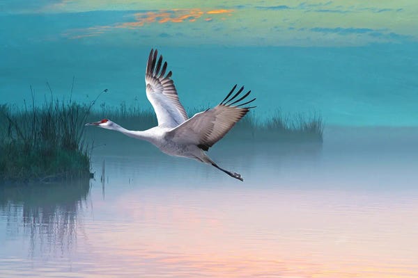 Laura D Young: Sandhill Crane In Misty Marshes by Laura D Young