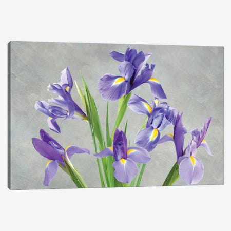 Purple Iris Arrangement Canvas Print #LDY8} by Laura D Young Art Print