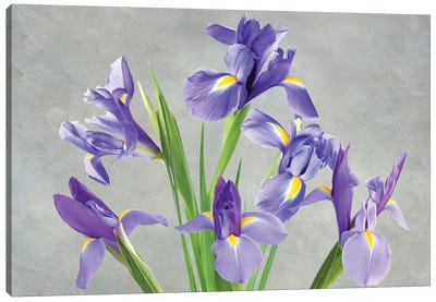 Purple Iris Arrangement Canvas Art Print - Laura D Young