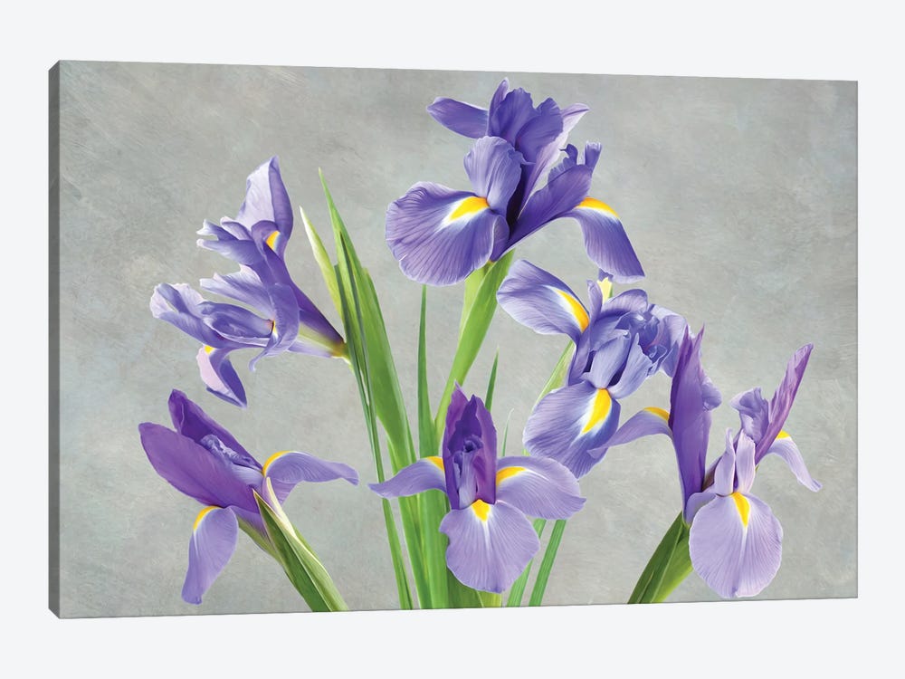 Purple Iris Arrangement by Laura D Young 1-piece Canvas Art
