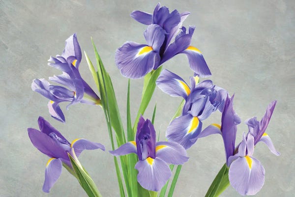 Still Life: Purple Iris Arrangement by Laura D Young
