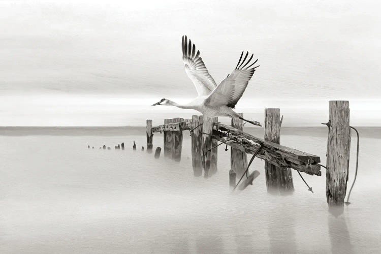 Sandhill Crane In Flight At Old Dock