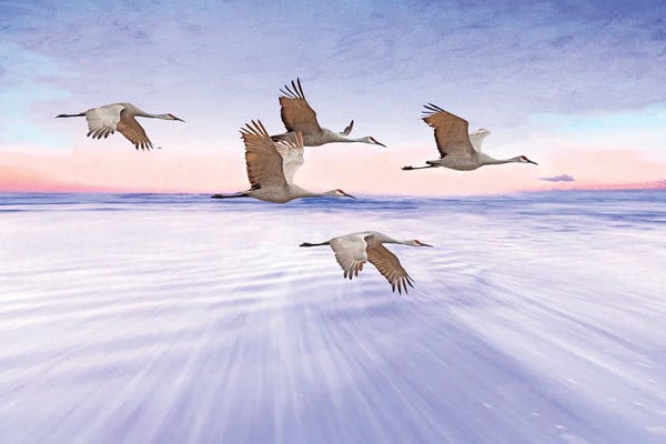 Laura D Young: Sandhill Cranes And Purple Sunset by Laura D Young