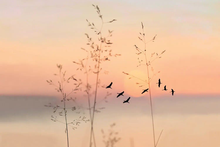 Sandhill Crane Silhouettes At Sunset by Laura D Young wall art