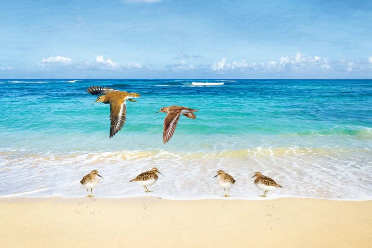 Sandpiper Ocean Beach Party by Laura D Young wall art