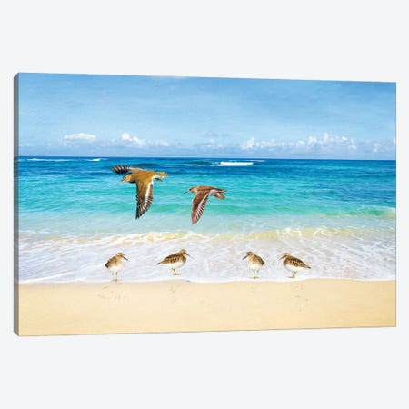 Sandpiper Ocean Beach Party Canvas Print #LDY93} by Laura D Young Canvas Print