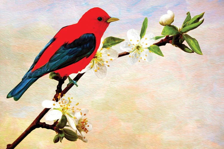 Scarlet Tanager On Apricot Branch