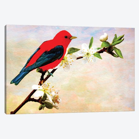 Scarlet Tanager On Apricot Branch Canvas Print #LDY94} by Laura D Young Canvas Artwork