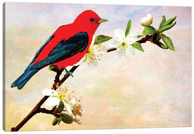 Scarlet Tanager On Apricot Branch Canvas Art Print - Laura D Young