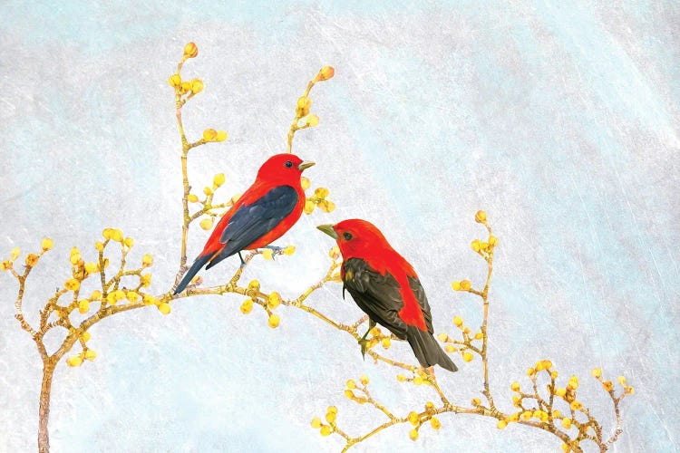 Scarlet Tanagers In Spring