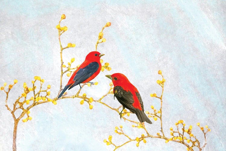 Scarlet Tanagers In Spring by Laura D Young wall art