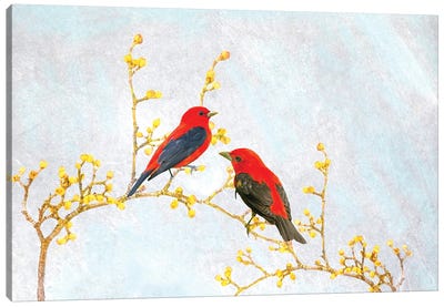 Scarlet Tanagers In Spring Canvas Art Print - Laura D Young