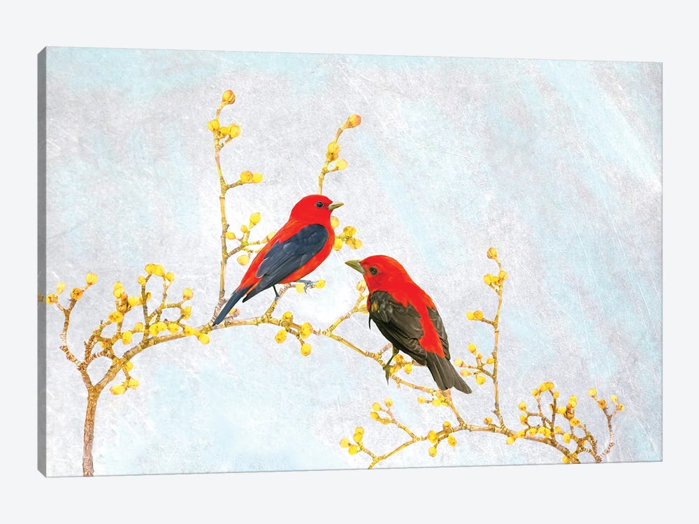 Scarlet Tanagers In Spring by Laura D Young 1-piece Canvas Print