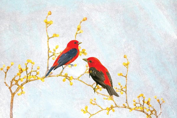 Scarlet Tanagers In Spring