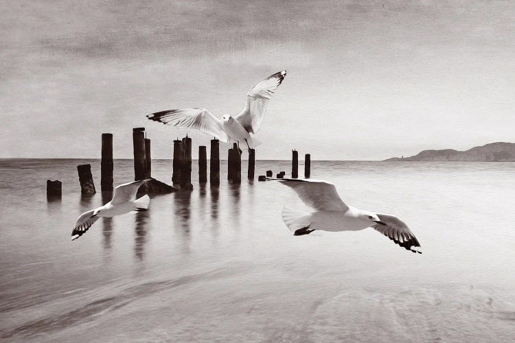 Seagulls In Flight At Ocean BW